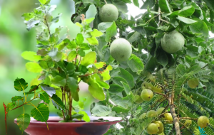 ఈ వృక్షాలను పూజిస్తే పేదరికం,  దుఃఖం తొలగిపోతాయి..!